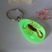 Load image into Gallery viewer, Luminous Scorpion Keychain - New Luminous Product Real Crab and Scorpion  Key Chain bag Car key ring #17067
